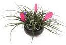 Pink Quill
